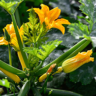 Légume en fleur